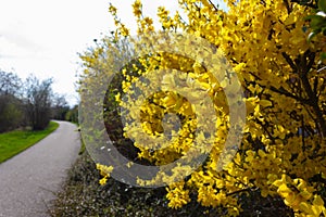 yellow ginster at german springtime