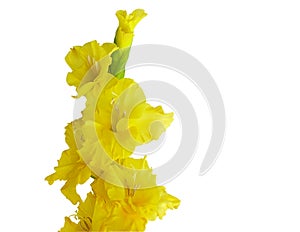 Yellow Gladiolas Isolated