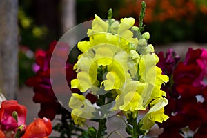 Yellow Gladioli flower