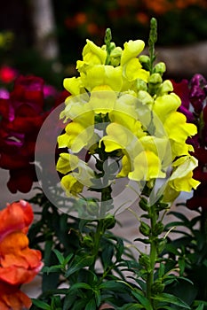 A Yellow Gladioli Flower taken in flower garden