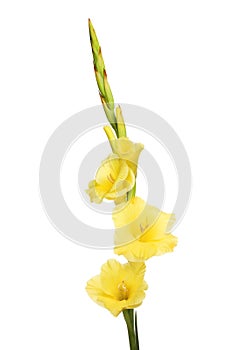 Yellow gladioli flowers