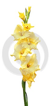 Yellow gladiolus flower