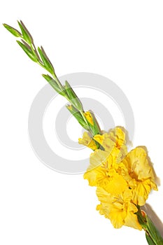 Yellow gladiolus flower