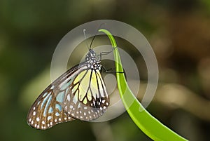 Yellow glassy tiger butterfly