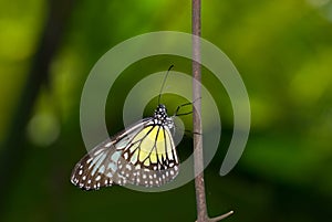 Yellow glassy tiger butterfly
