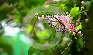 Yellow Glassy Tiger butterfly in a beautiful garden with pink flowers