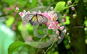 Yellow Glassy Tiger butterfly in a beautiful garden with pink flowers