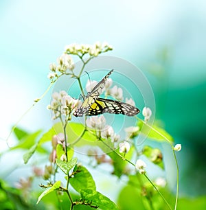 Yellow Glassy Tiger Butterfly