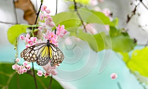 Yellow Glassy Tiger butterfly with pink flowers and green plants