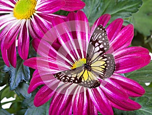 Yellow Glassy Tiger Butterfly