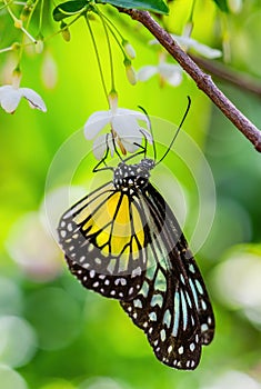 Yellow Glassy Tiger - Parantica aspasia