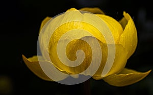 Yellow globe-flower growing in a forest clearing on a late summer evening