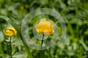 yellow globeflower close-up