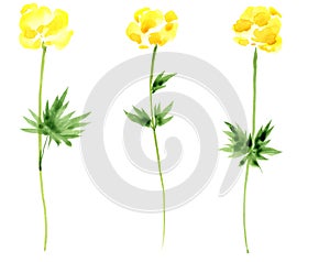 yellow globeflower plant, watercolor drawing wild flowers