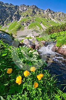 Žluté globeflowers u Temnosmrečianskeho plesa ve Vysokých Tatrách během jara