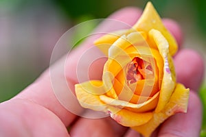 Yellow glowing roses rosales  in bright sunshine photo