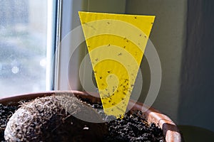 Lemon fruit on the lemon tree in the room.Yellow glue sticky trap for harmful plant insect.