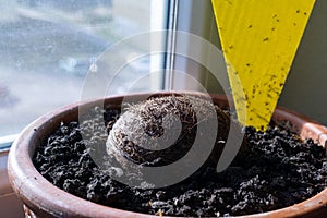 Yellow glue sticky trap for harmful plant insect.