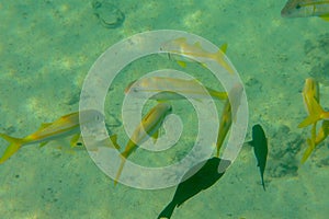 Yellow goatfish also known as yellowsaddle, is a species of goatfish. Flock of Mulloidichthys martinicus in shallow water. photo
