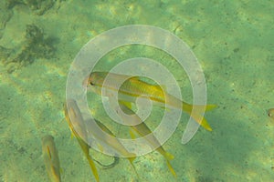 Yellow goatfish also known as yellowsaddle, is a species of goatfish. Flock of Mulloidichthys martinicus in shallow water. photo