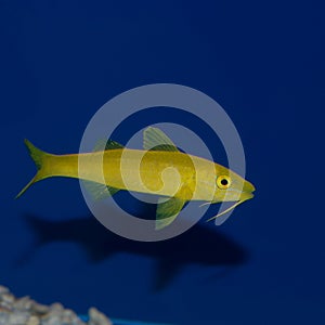 Juvenile Yellow Goatfish Parupeneus cyclostomus photo