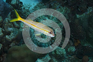 Yellow Goatfish (Mulloidichthys martinicus)