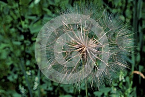 Yellow Goatsbeard Seedhead  22099 photo