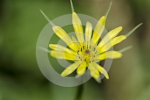 Yellow Goatsbeard