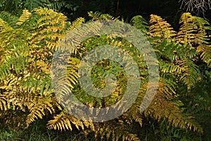 Yellow gold autumn fern in forest