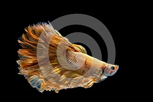 Yellow gold betta fish, siamese fighting fish