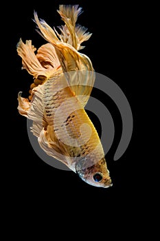 Yellow gold betta fish, siamese fighting fish