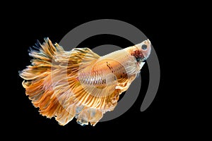 Yellow gold betta fish, siamese fighting fish