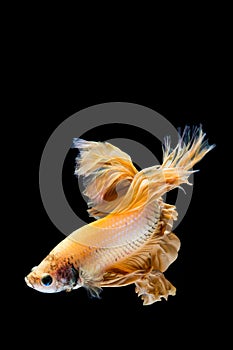 Yellow gold betta fish, siamese fighting fish