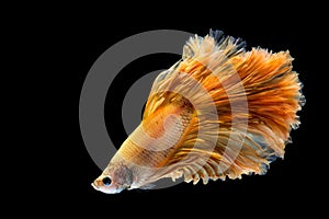 Yellow gold betta fish, siamese fighting fish