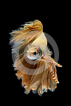 Yellow gold betta fish, siamese fighting fish