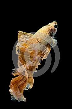 Yellow gold betta fish, siamese fighting fish