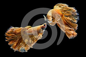 Yellow gold betta fish, siamese fighting fish