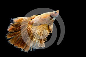 Yellow gold betta fish, siamese fighting fish