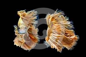 Yellow gold betta fish, siamese fighting fish