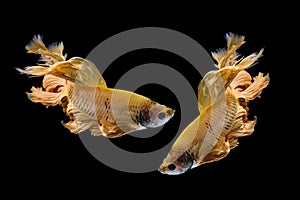 Yellow gold betta fish, siamese fighting fish