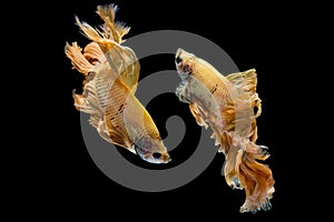 Yellow gold betta fish, siamese fighting fish