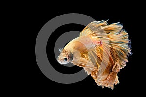 Yellow gold betta fish, siamese fighting fish