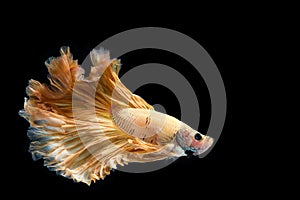 Yellow gold betta fish, siamese fighting fish