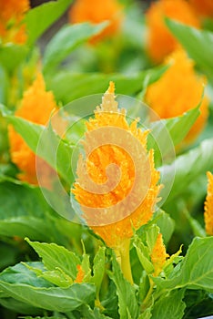 Yellow gold Celosia Plumosa in potted. Pot plants in greenhouse