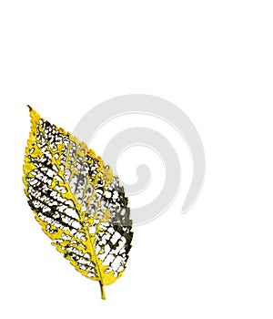 Yellow gold decayed fall elm leaf vein structure