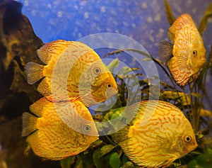Yellow Gold Discus (Symphysodon discus)