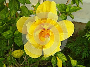 Yellow Gold hibiscus flowers represent gentle adherence; tenacity, eternal beauty