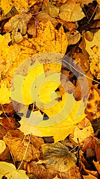 Yellow, gold, oragne, wet autumn leaves