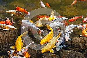 Yellow gold red and white Koi also known as nishikigoi domesticated common carp for garden ponds for decorative purposes photo