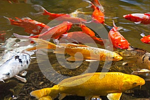Yellow gold red and white Koi also known as nishikigoi domesticated common carp for garden ponds for decorative purposes